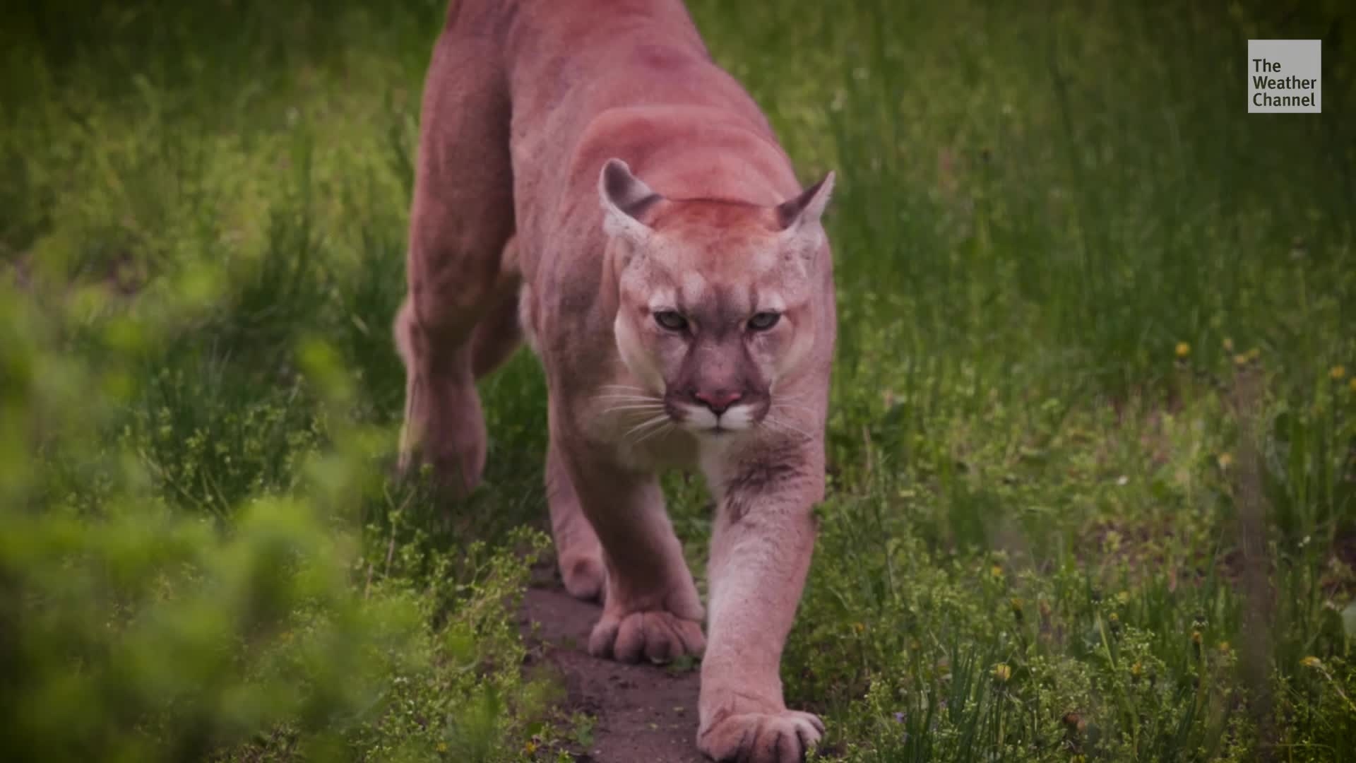 First Fatal CA Mountain Lion Attack In 20 Years Videos From The 