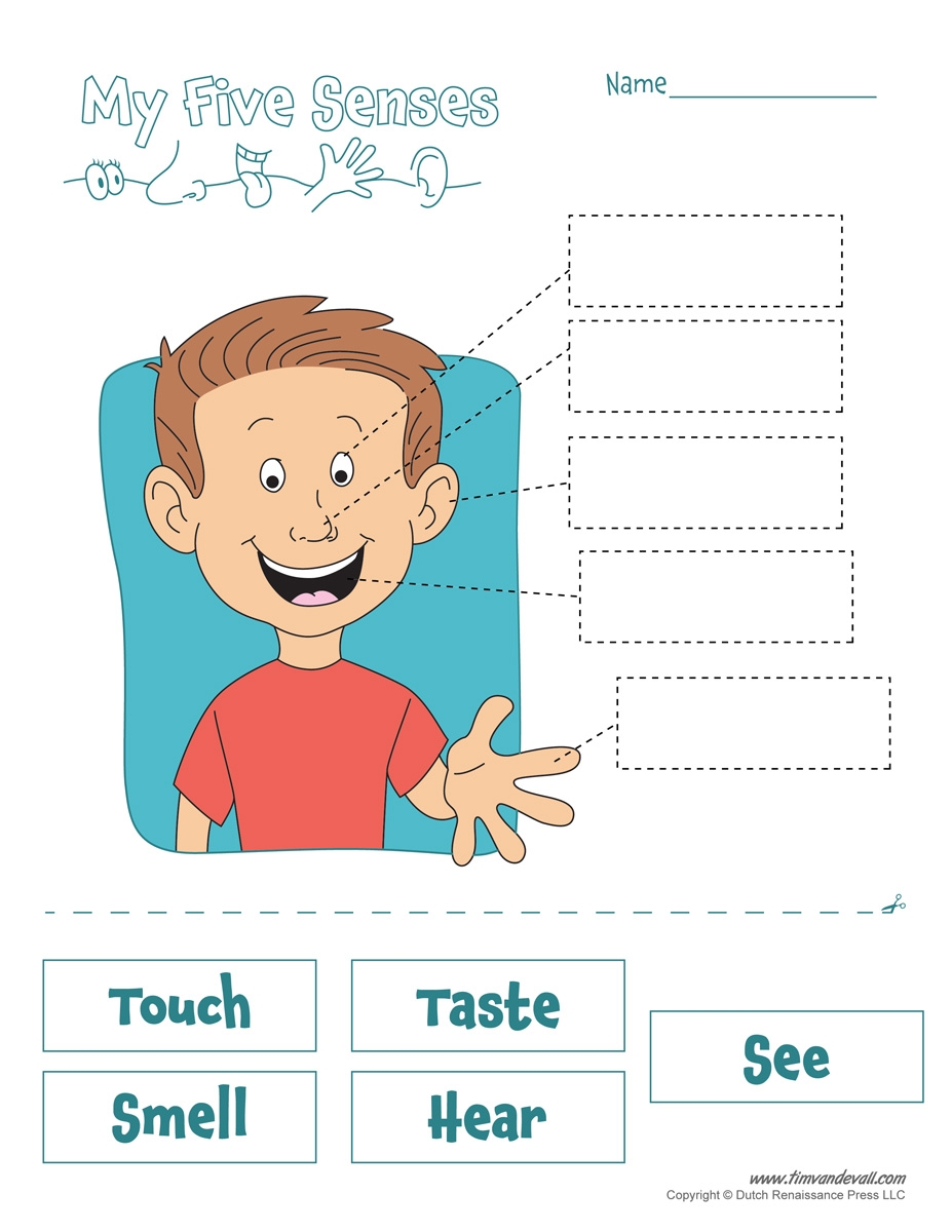 Five senses worksheet Tim 39 s Printables