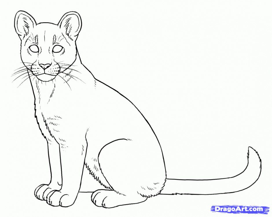 mountain lion coloring