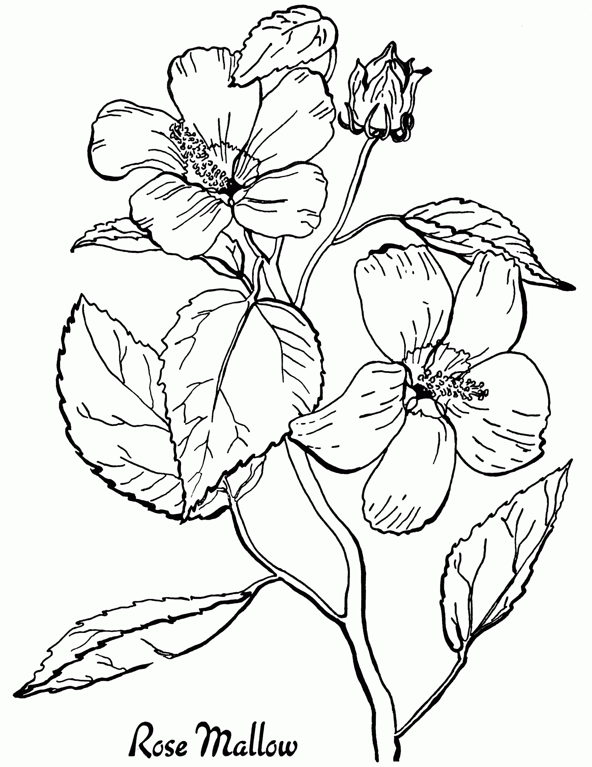 adult coloring pictures printable