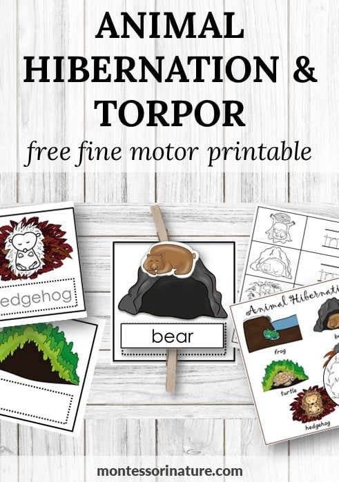Free Printable Animal Hibernation And Torpor Cards Montessori