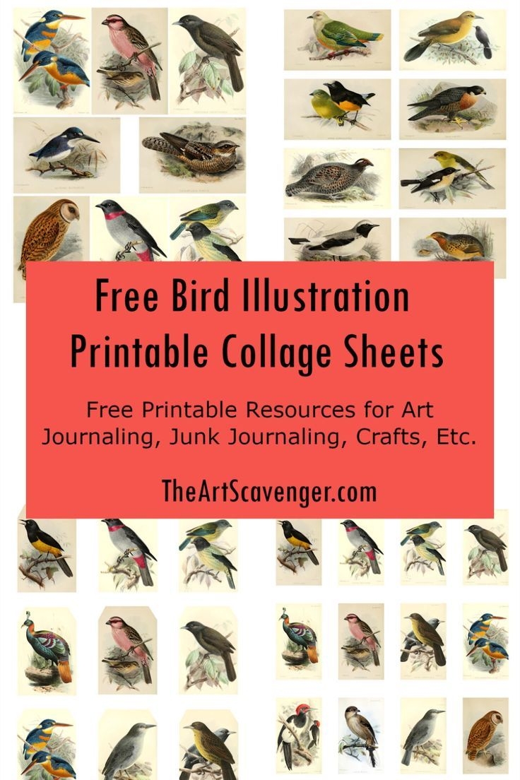 Free Printable Bird Ephemera Vintage Bird Illustration Collage Sheets
