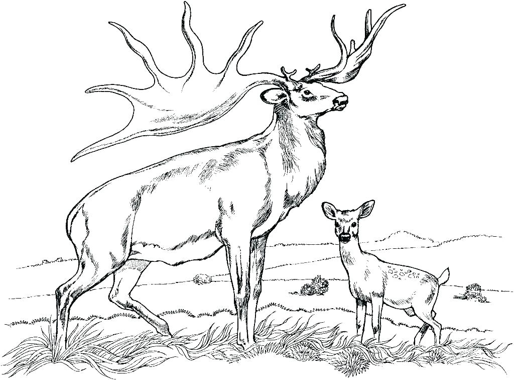 free printable deer pictures
