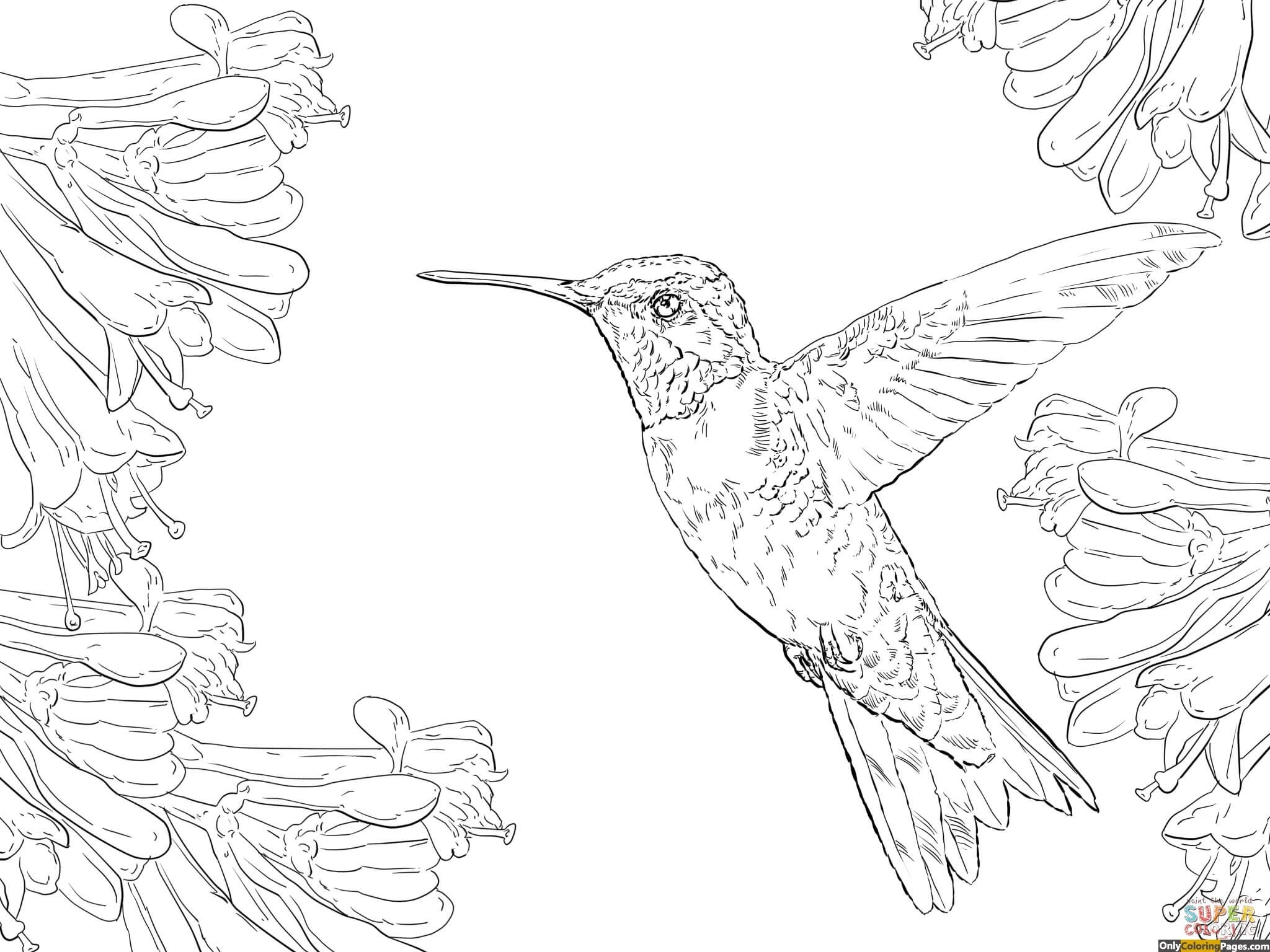 Free Printable Hummingbird Coloring Pages At GetDrawings Free Download