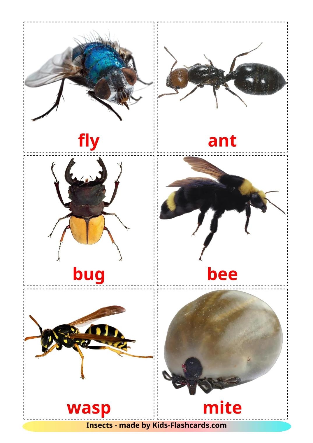 Free Printable Insects Flashcards Printable Printable Templates By Nora