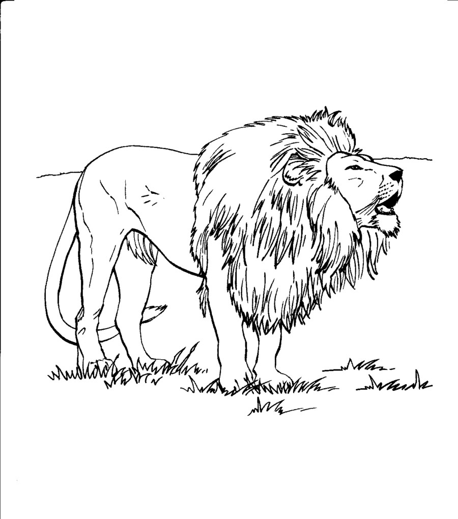 lion pictures coloring pages