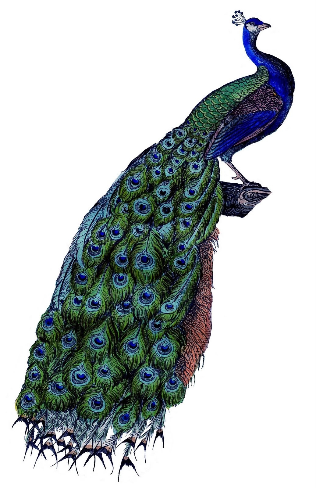 Free Printable Peacock Pictures Free Printable