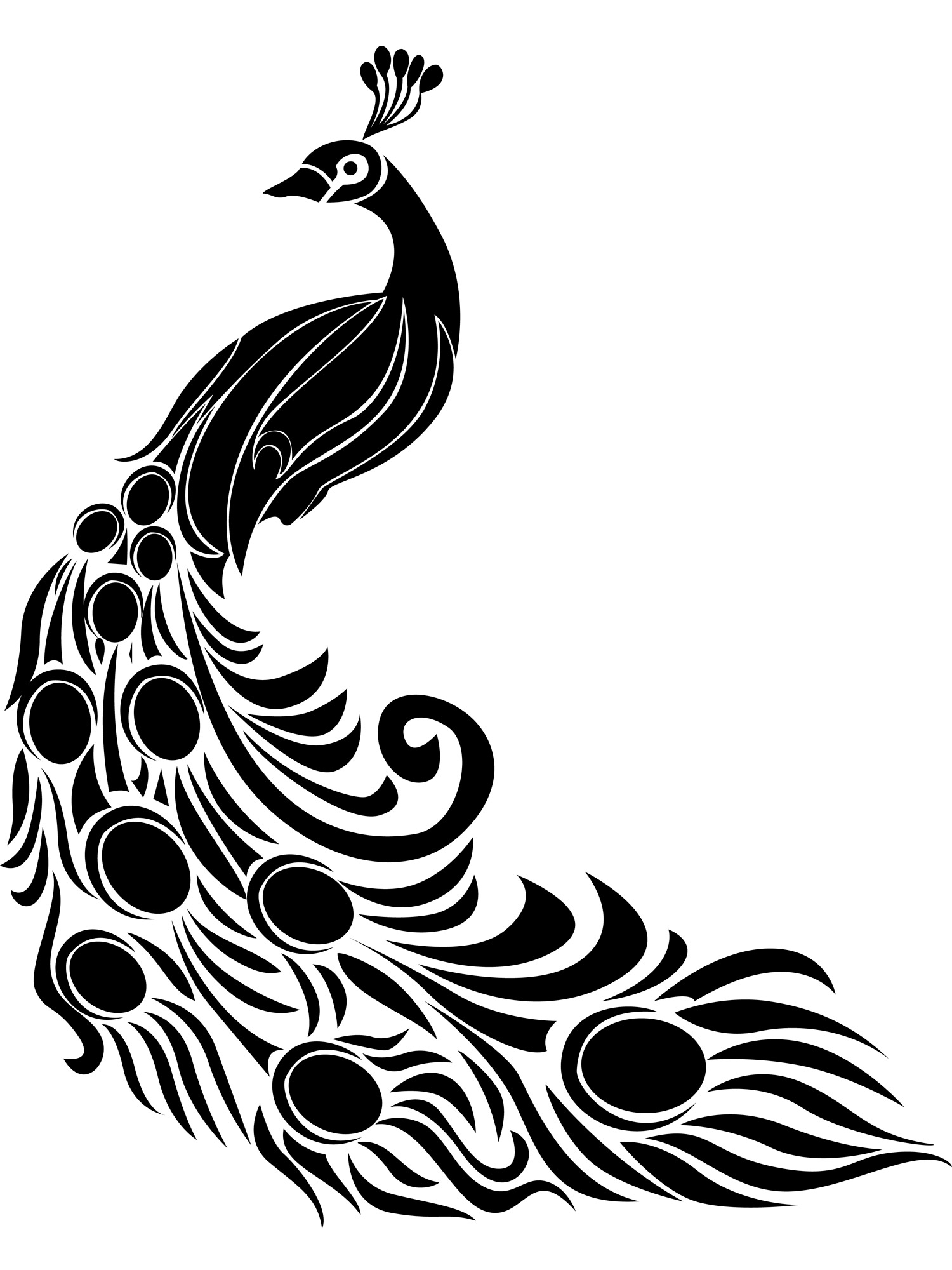 free printable peacock pictures
