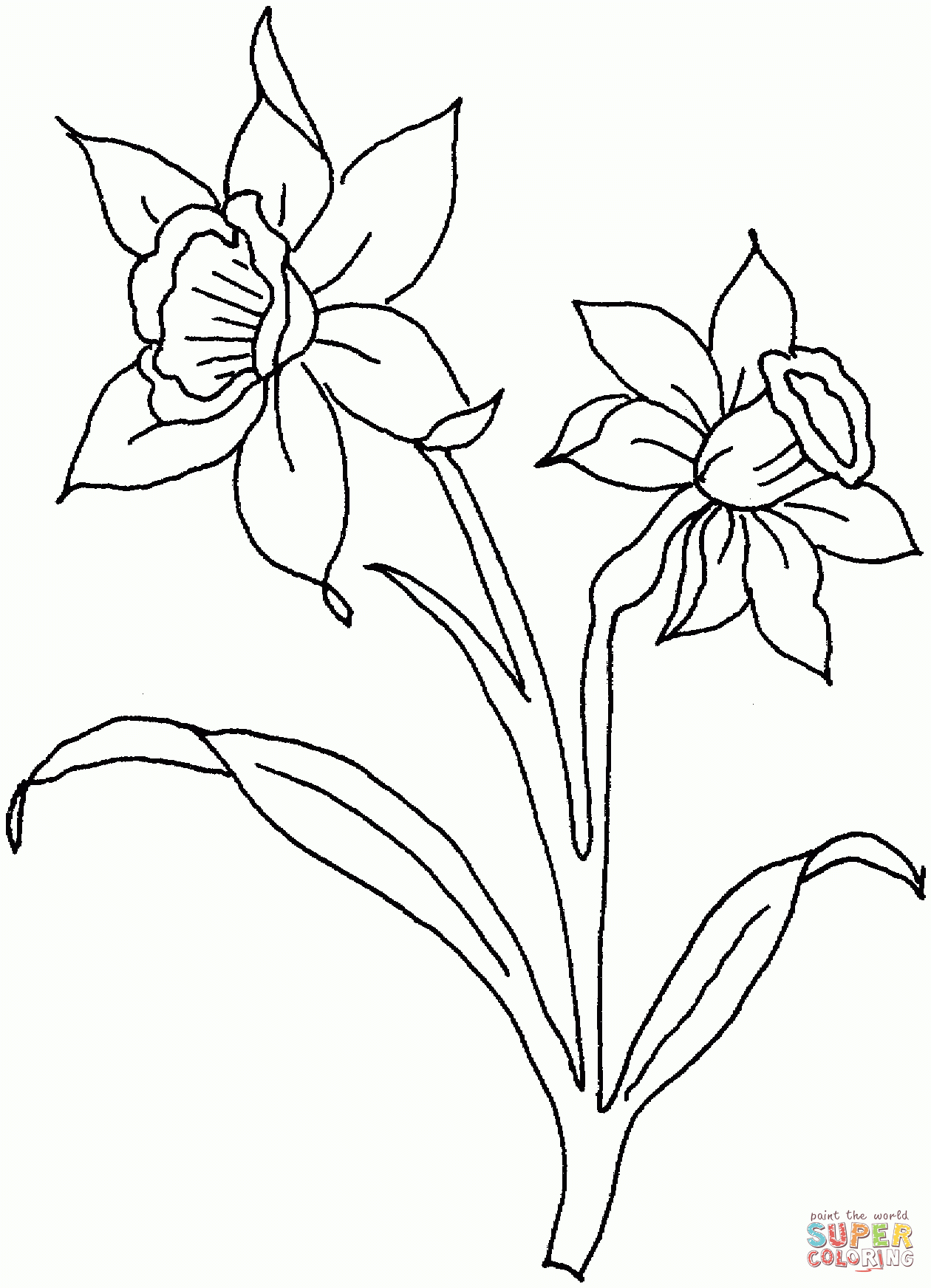 Free Printable Pictures Of Daffodils Free Printable