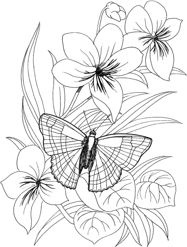 Free Printable Pictures Of Flowers And Butterflies Printable 