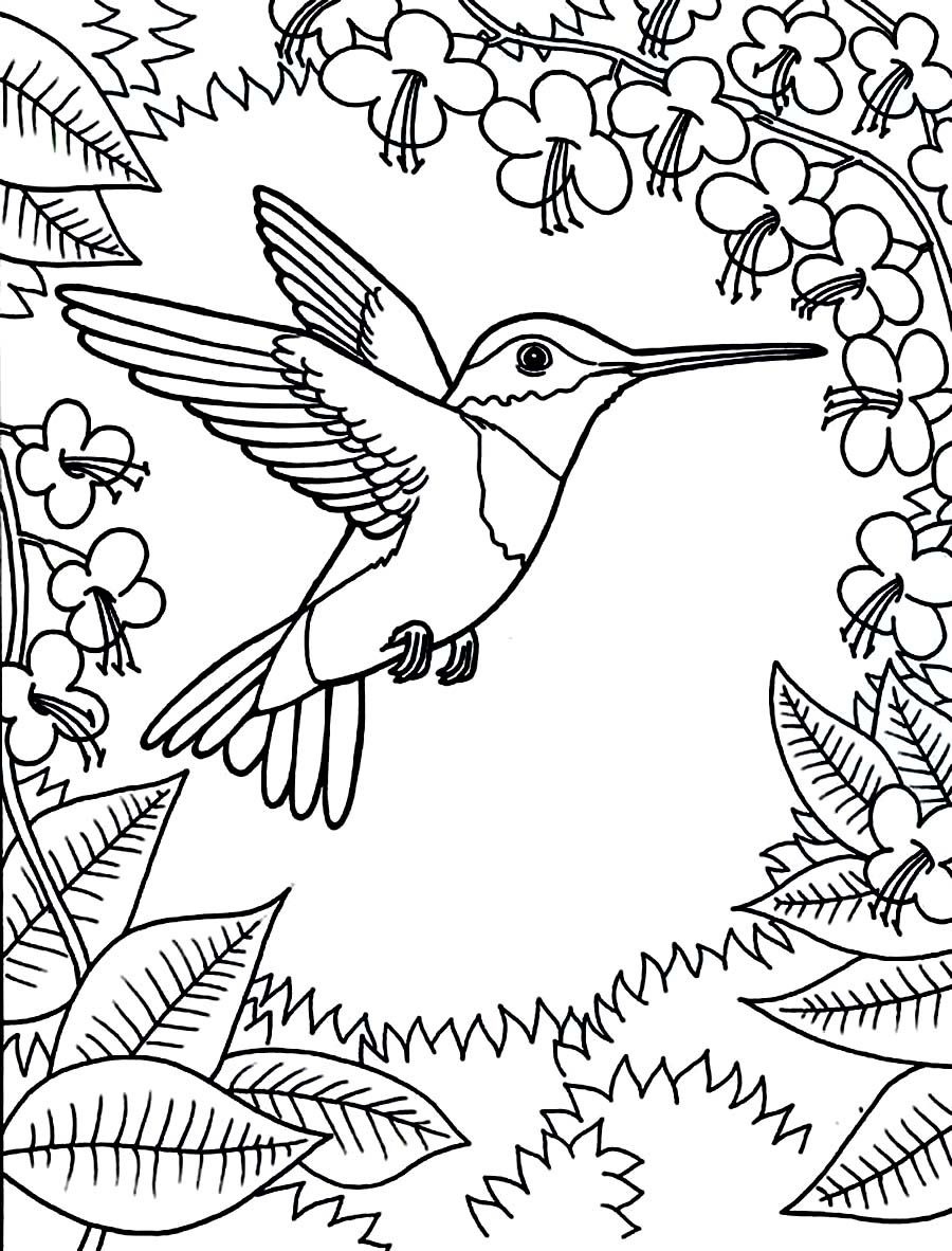 Free Printable Pictures Of Hummingbirds Free Printable
