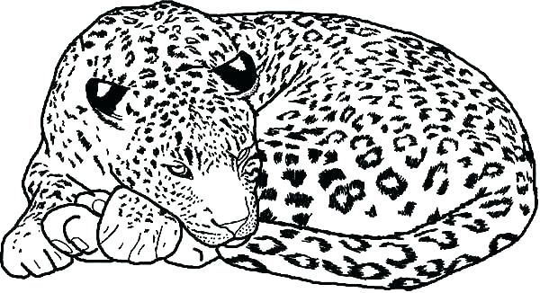 Free Printable Pictures Of Snow Leopards Printable Templates