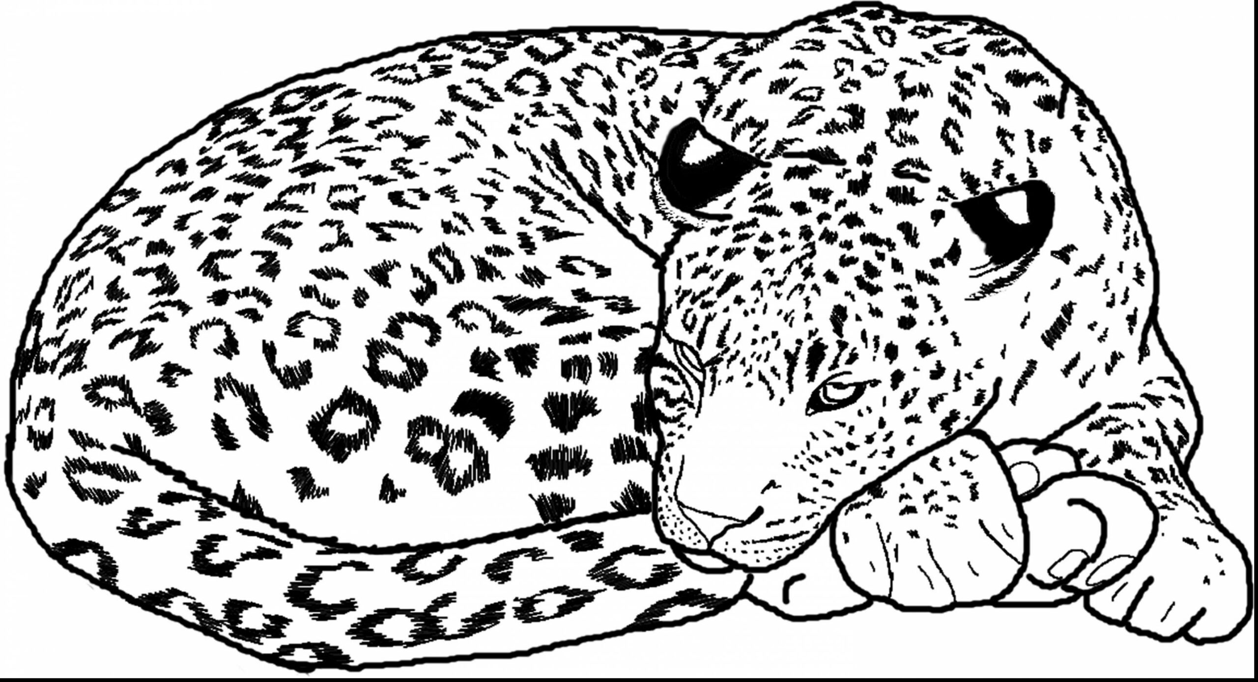 Free Printable Pictures Of Snow Leopards Printable Templates