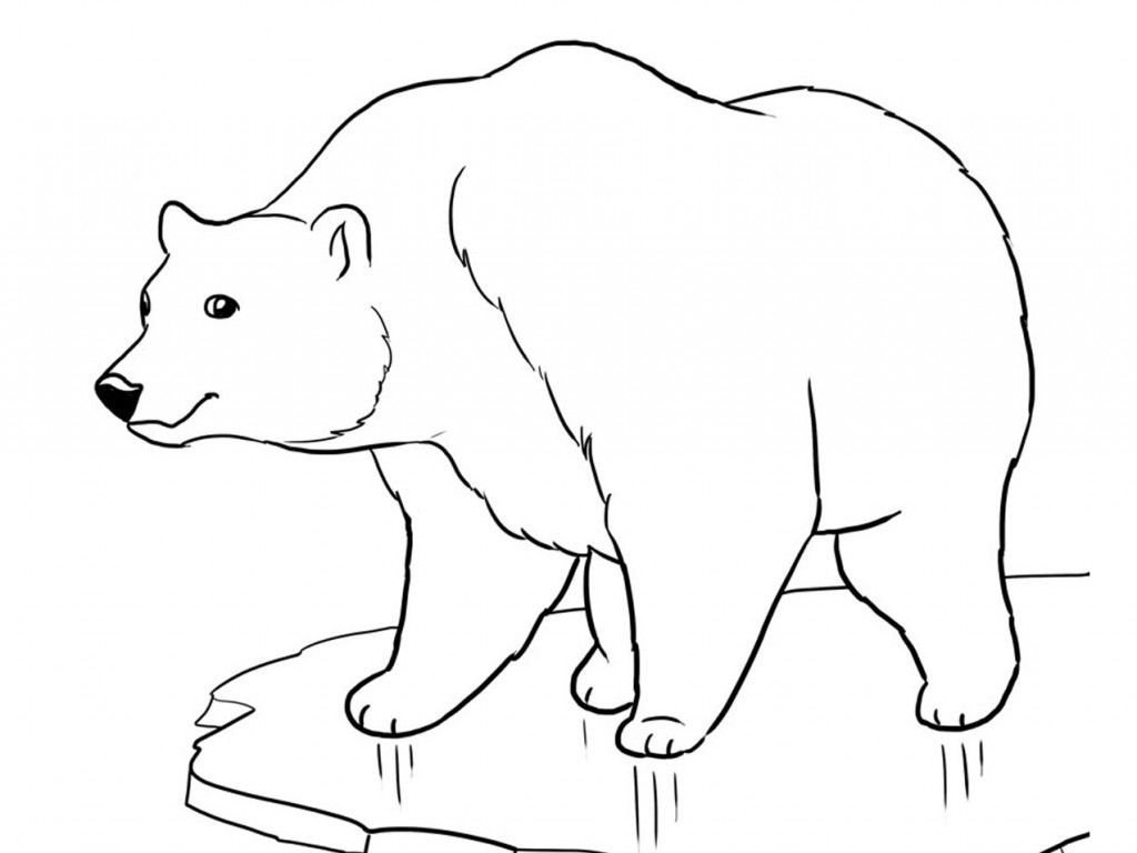 polar bear pictures printable