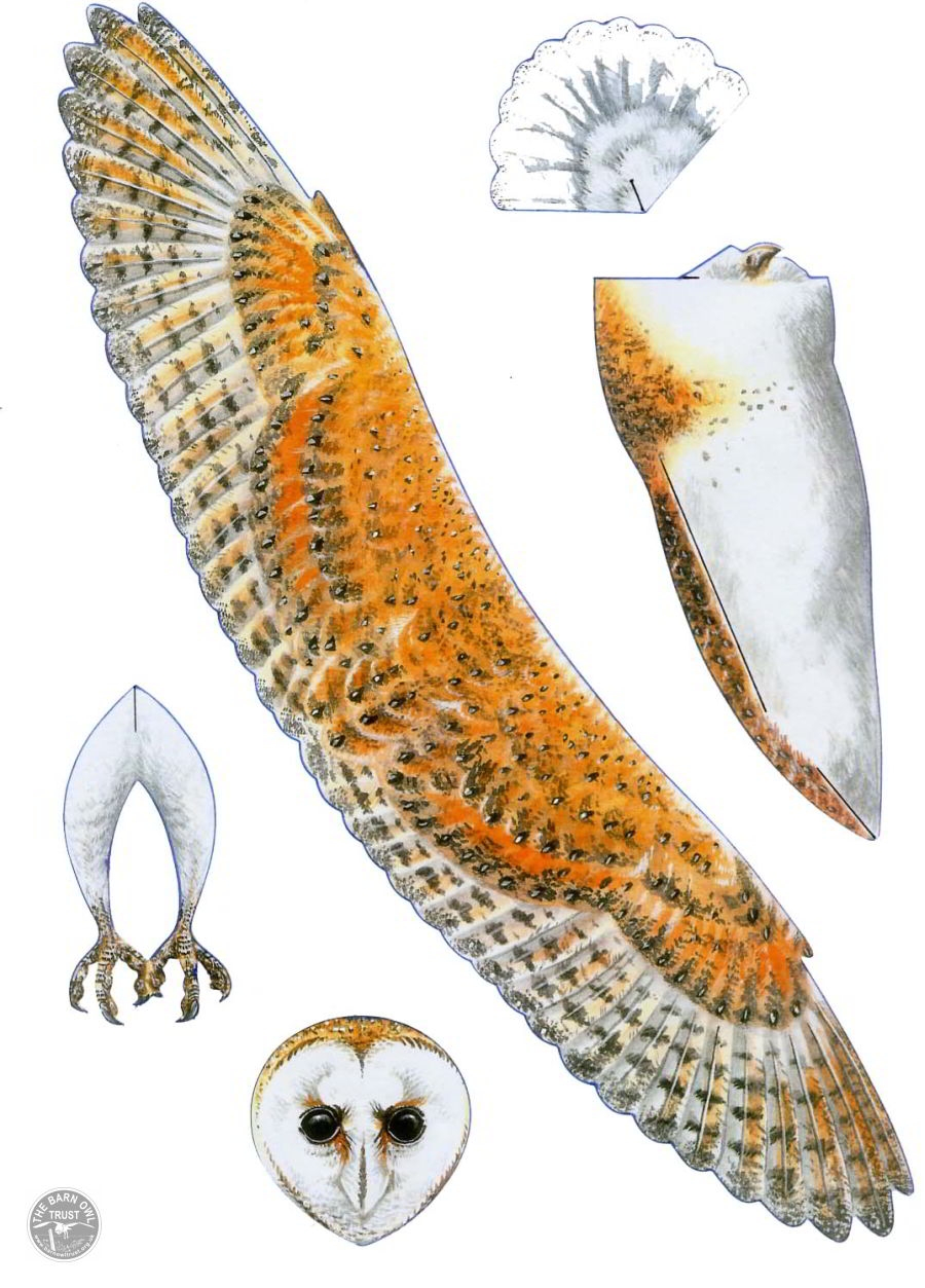 Free Printable Wildlife And Owl Crafts For Kids