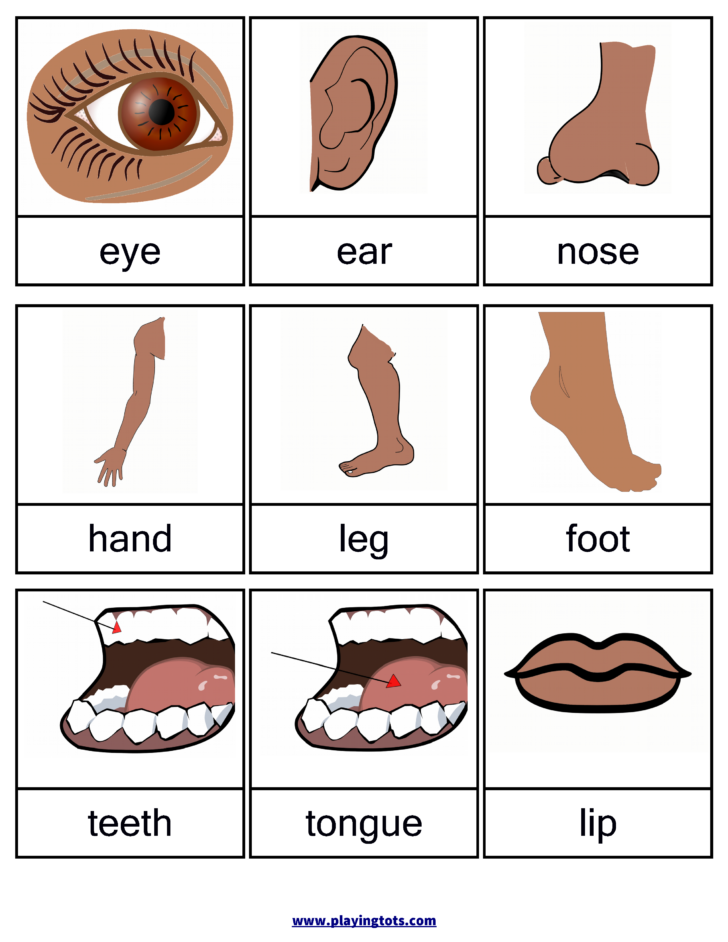 Free Printable Worksheets Preschool Body Parts Peggy Worksheets