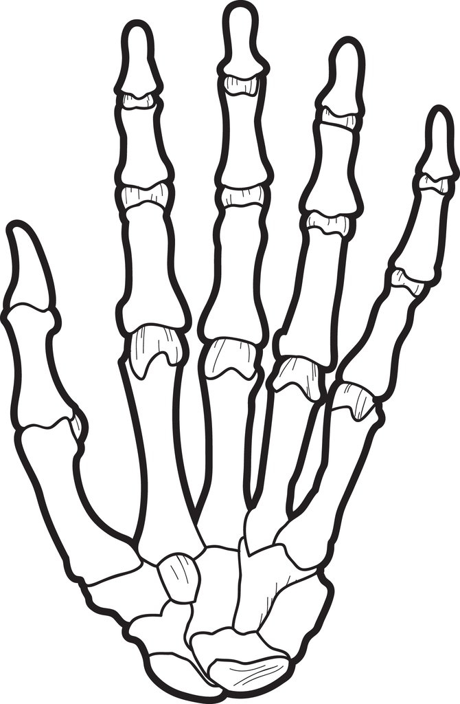 free printable x ray pictures