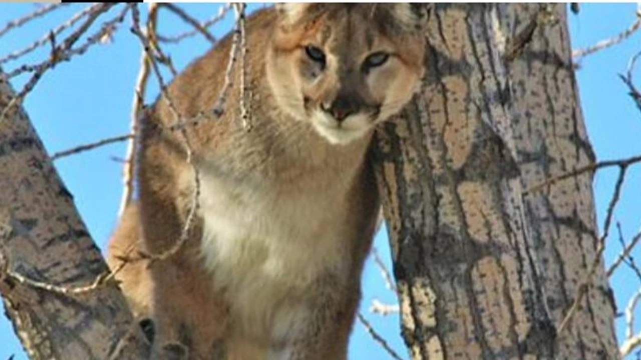 Front Range Colorado Mountain Lion Sightings In 2020 Gallery 