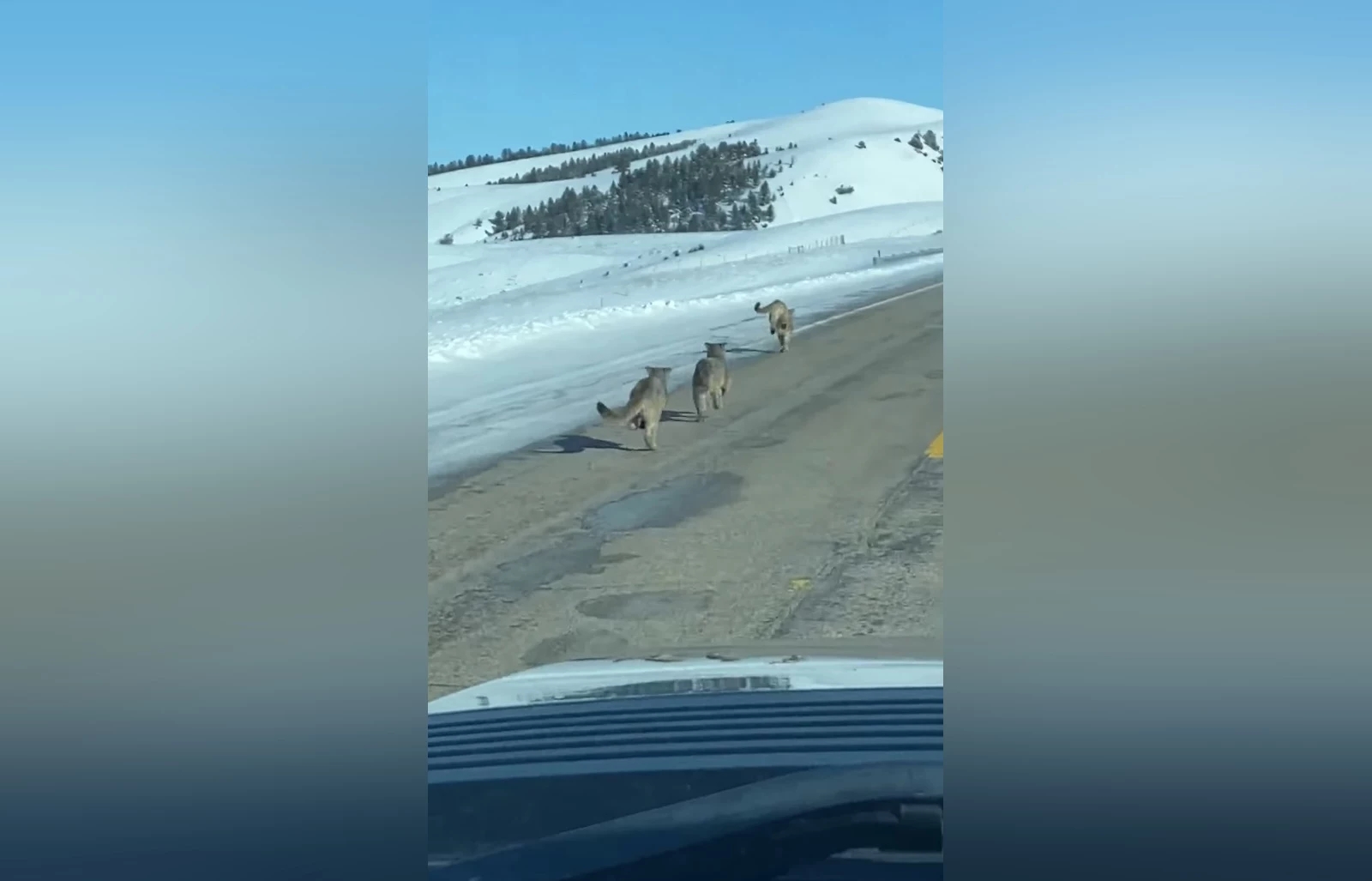 Front Range Colorado Mountain Lion Sightings In 2020 Gallery 
