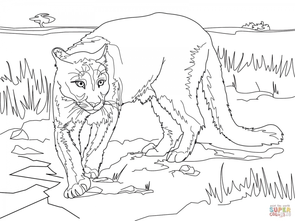 Get This Mountain Lion Coloring Pages Printable 56265