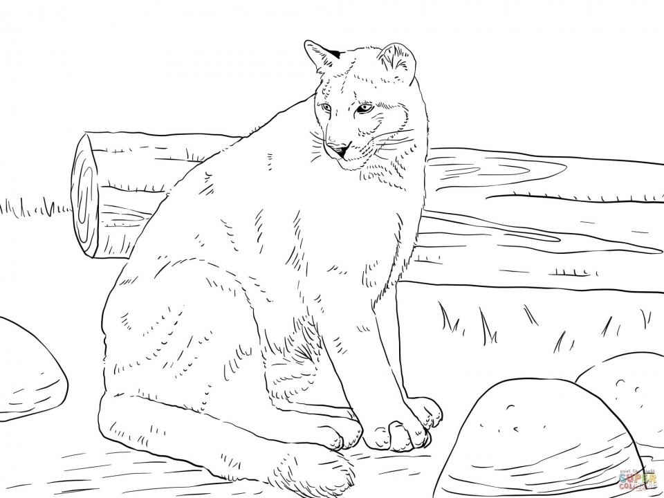 Get This Mountain Lion Coloring Pages Printable 75997