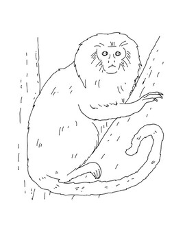 Golden Lion Tamarin Coloring Page By Mama Draw It TPT