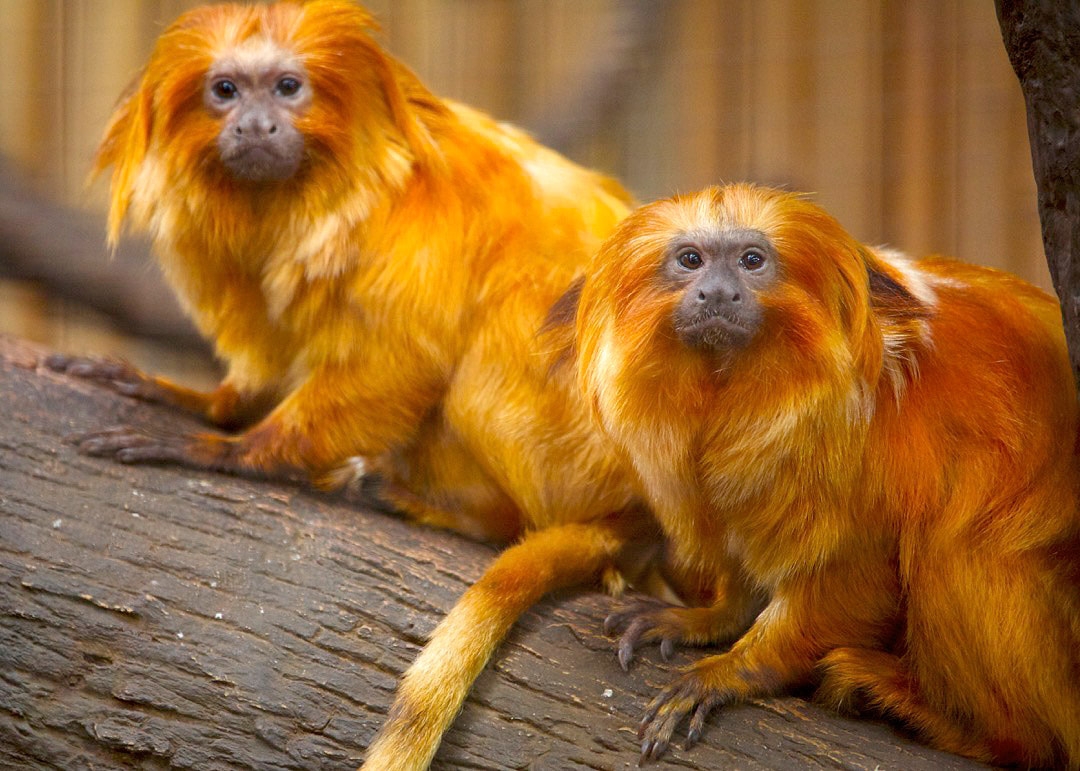 Golden Lion Tamarin Coloring Page Coloring Pages Gold Vrogue co