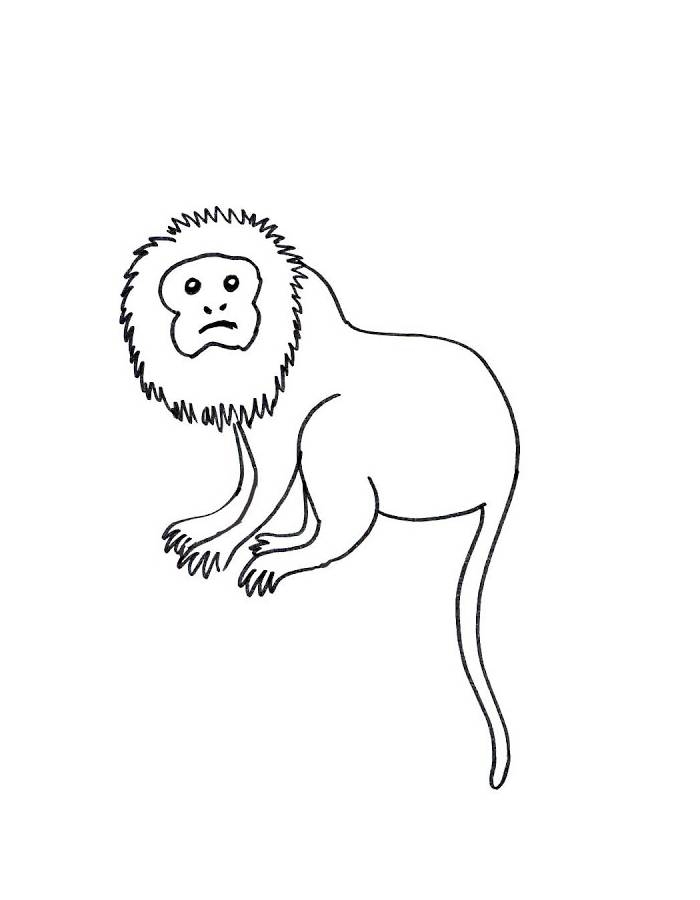 Golden Lion Tamarin Coloring Page Free Printable PDF 