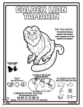 Golden Lion Tamarin Wild Animal Coloring Page Activity Sheet 