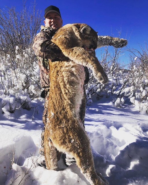 Guided Mountain Lion Hunts Top End Adventures