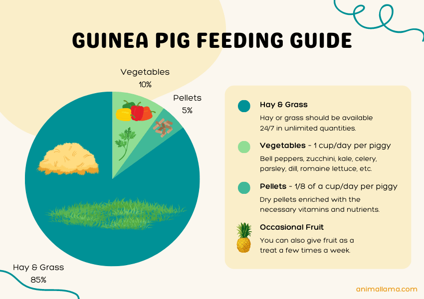 Guinea Pig Food List Printable PDF Safe Fruits Vegetables 43 OFF