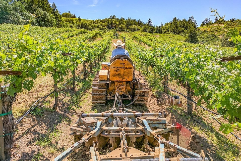 Harvest Report 18 October 2023 Spring Mountain District Napa Valley