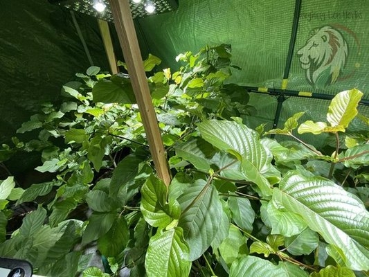 Herbal Shops LAUGHING LION HERBS Updated October 2024 21 Photos 