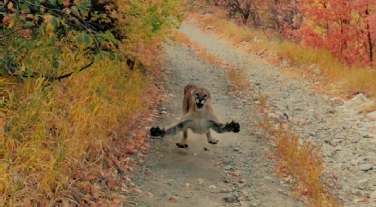 Hiker Films Mountain Lion Stalking Him For 6 Minutes