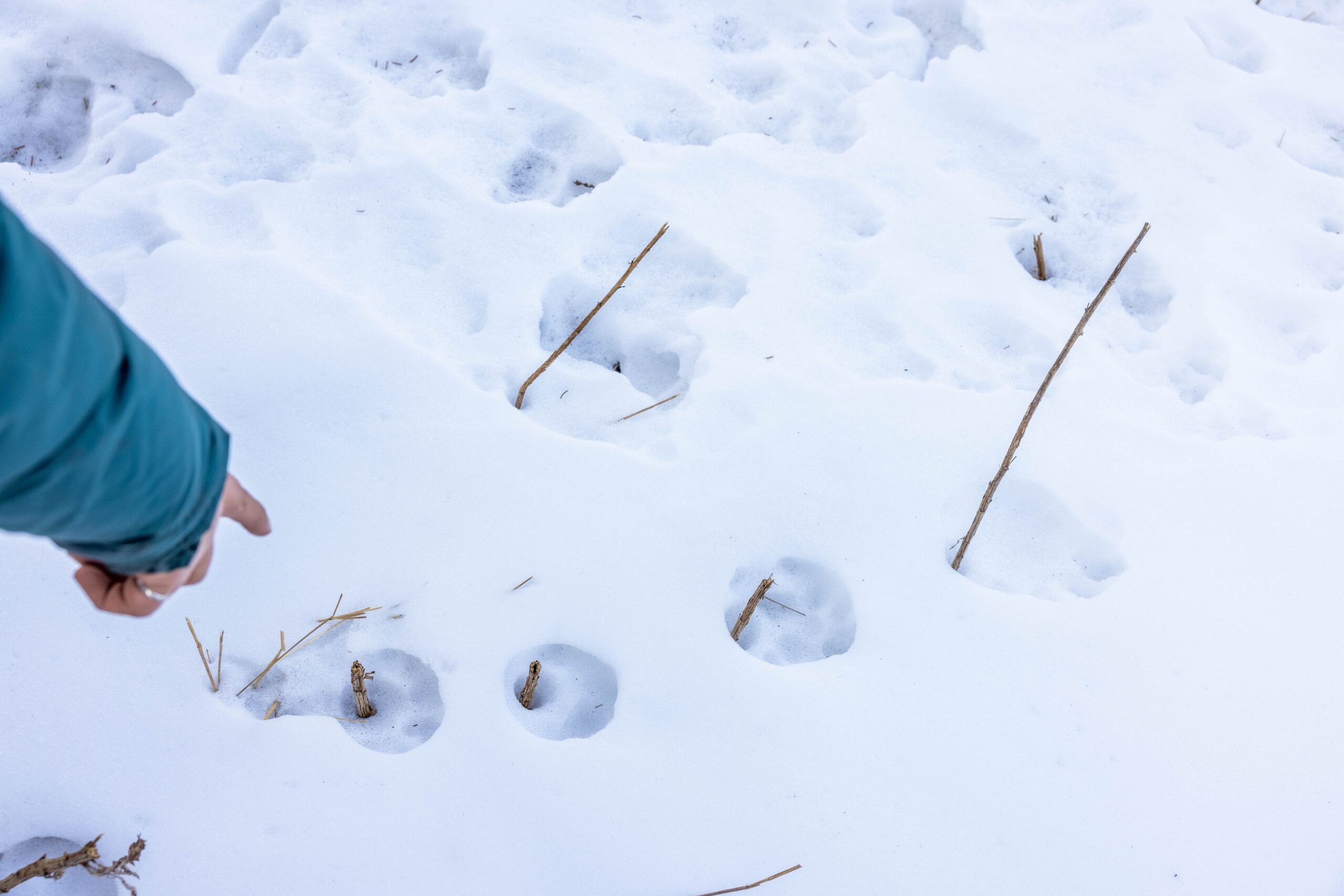 How A Colorado Town Has Handled Mountain Lions Killing Their Dogs