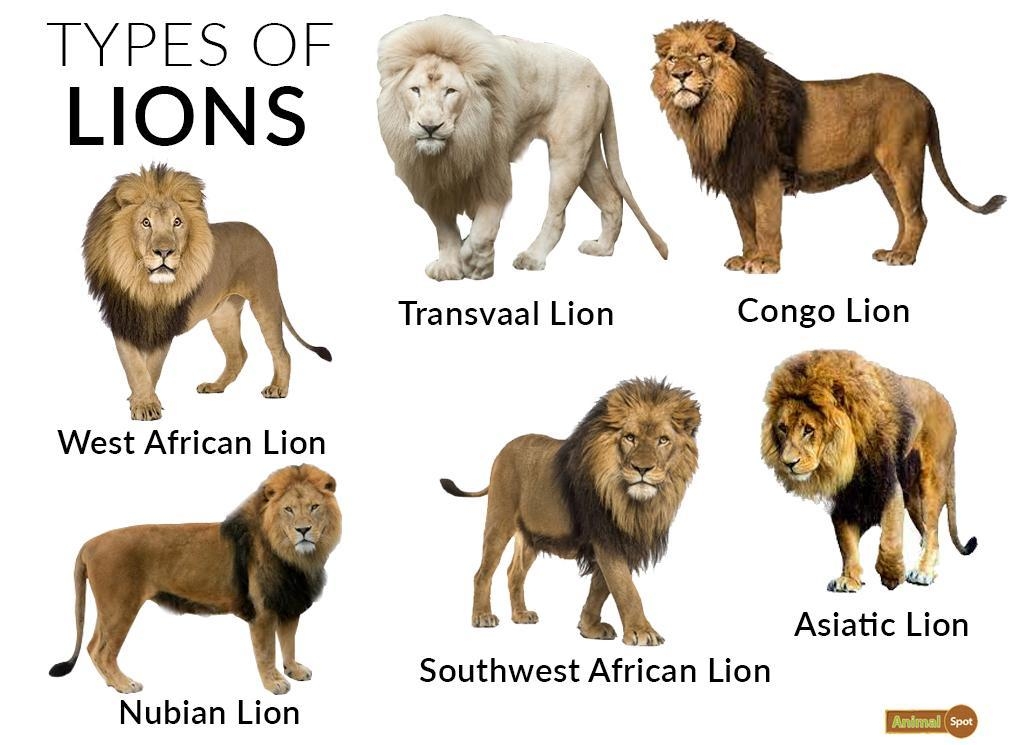 How Many Lions Are Left 2024 Berty Zandra