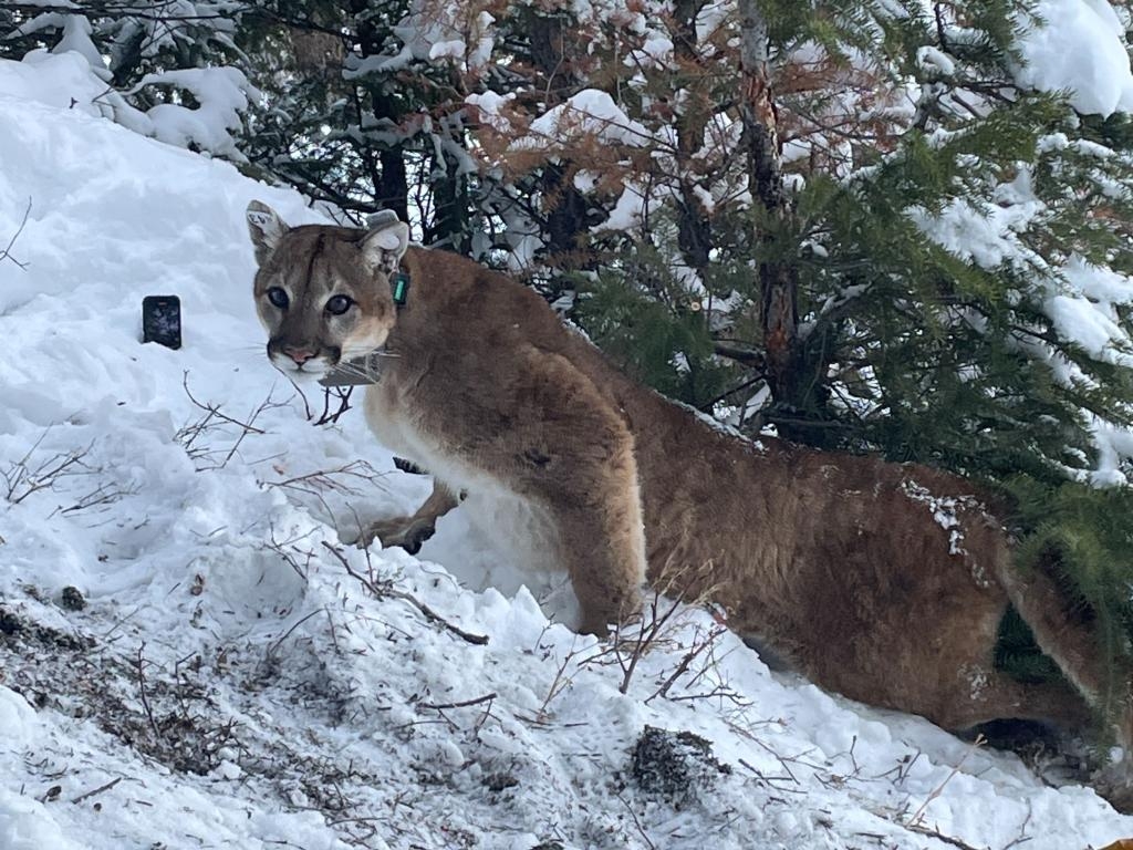 How Many Mountain Lions Are There On Colorado s Western Slope