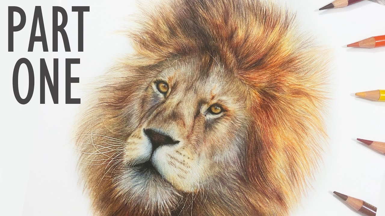 How To Draw A Realistic Lion With Colored Pencils Infoupdate