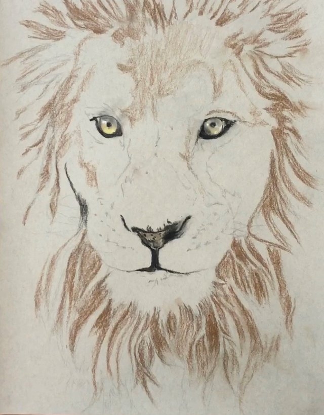 how to draw a lion with colored pencils