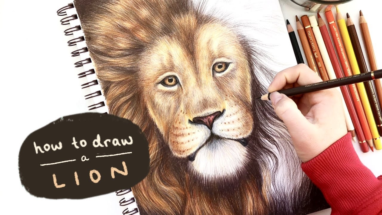 How To Draw A Realistic Lion With Colored Pencils Infoupdate