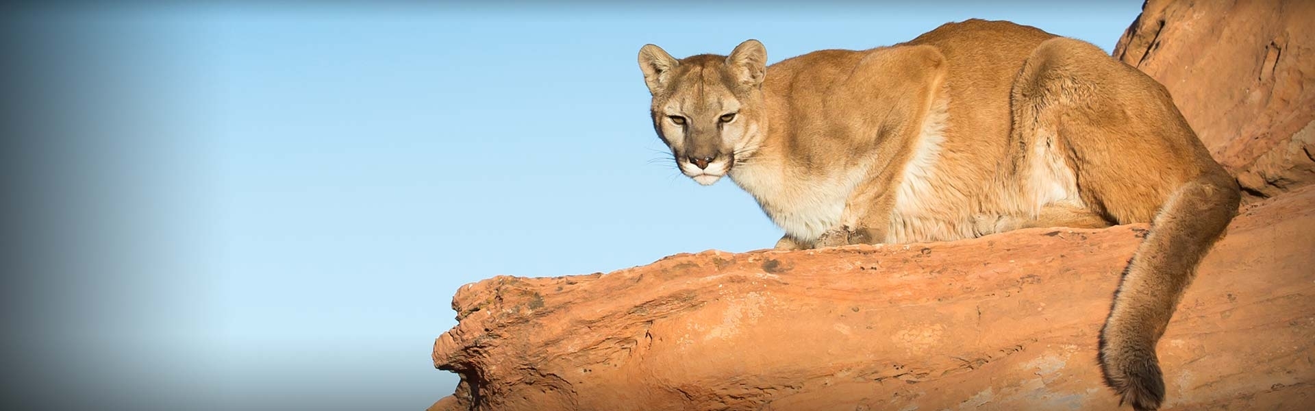 colorado non resident mountain lion tag