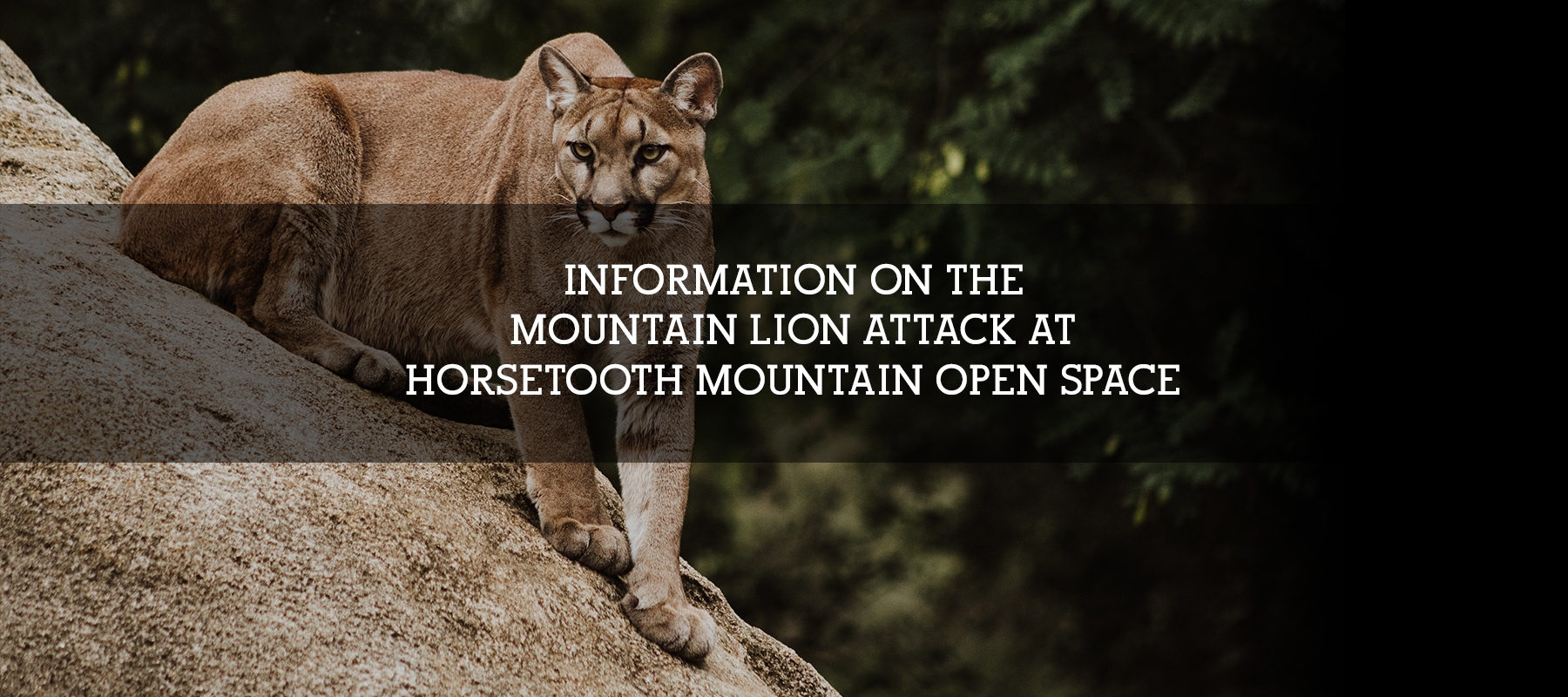 Information On The Mountain Lion Attack At Horsetooth Mountain Open 