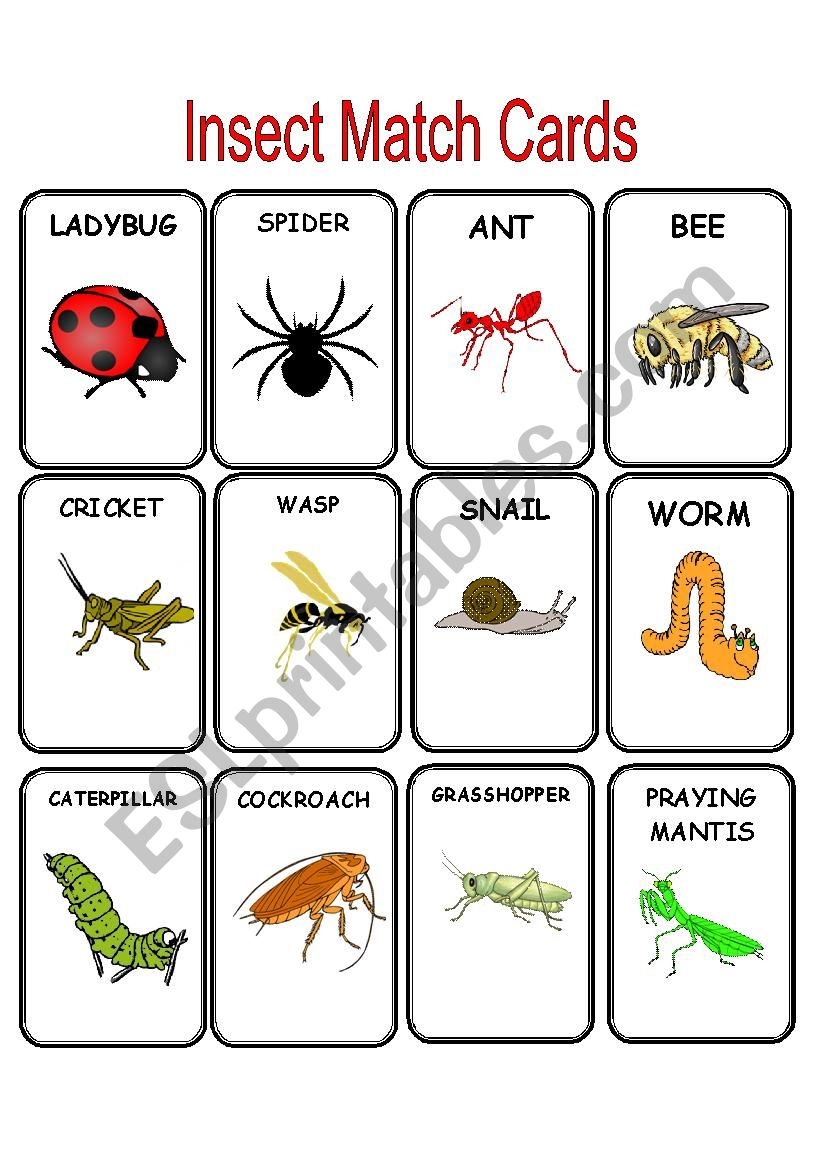 printable insect pictures