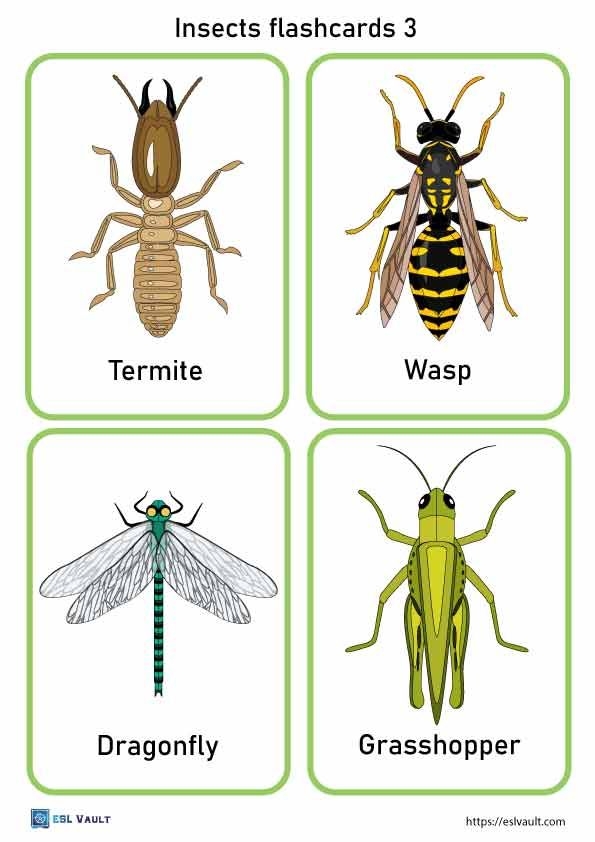 Insects Flashcards Insects Theme Preschool Farm Animals Preschool 
