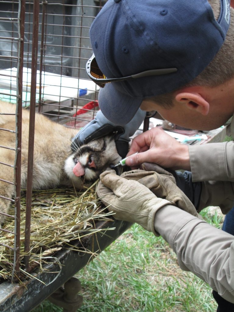 Inside Proposition 127 s Effort To Ban Hunting Of Mountain Lions 