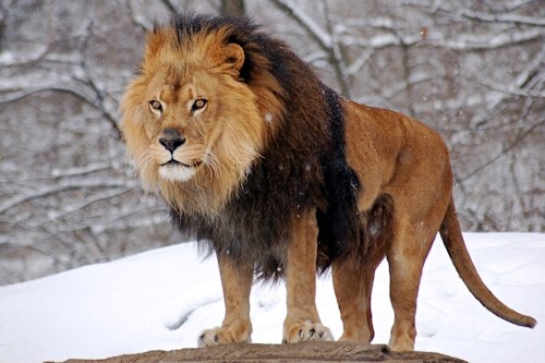 Internet Colors Set Of 1035 Lion Color