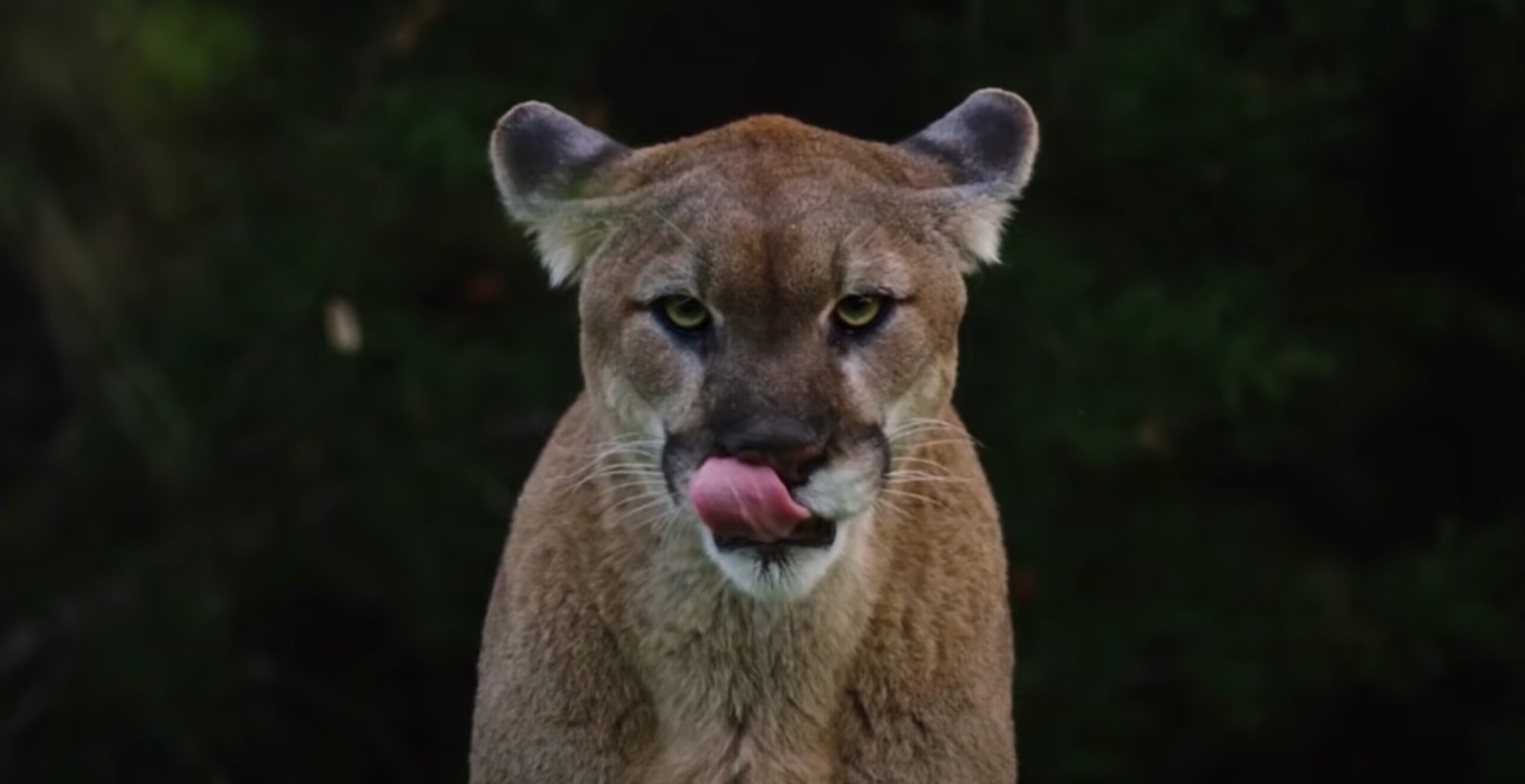It Could Soon Be Illegal To Hunt Mountain Lions In Colorado Here 39 s 