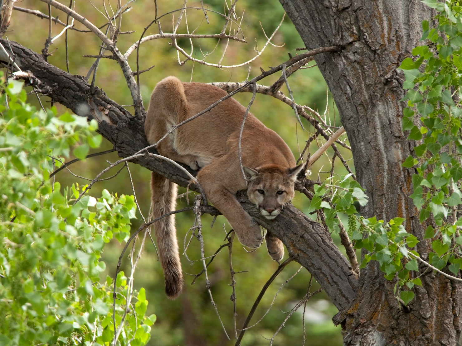 colorado mountain lion attack jogger