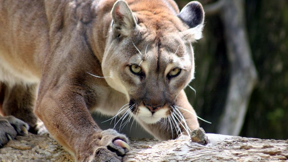 Jogger Fights Off Mountain Lion Kills It DW 02 05 2019