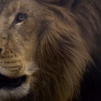 Jogger Recovering After Mountain Lion Attack In Colorado GMA